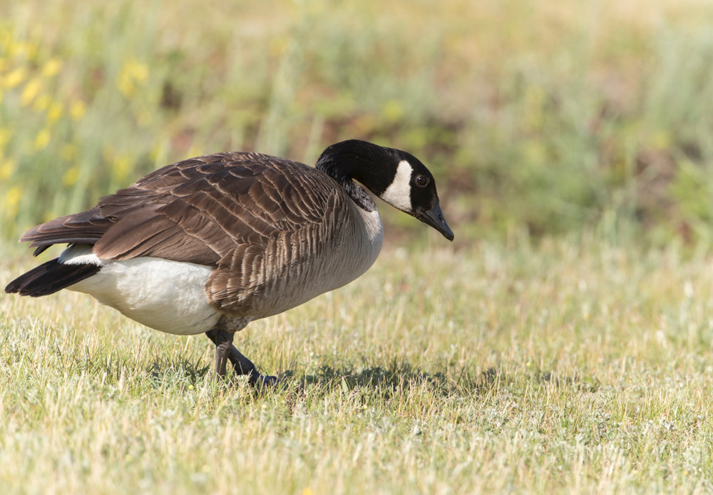 Do Geese Always Return To The Same Nest Goose Masters