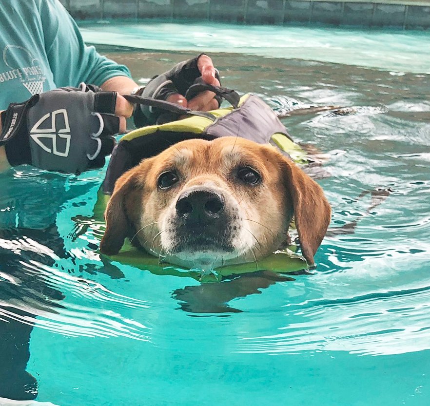 Dog Swimming & Water Therapy | Sassy Swimmers | Birmingham, AL