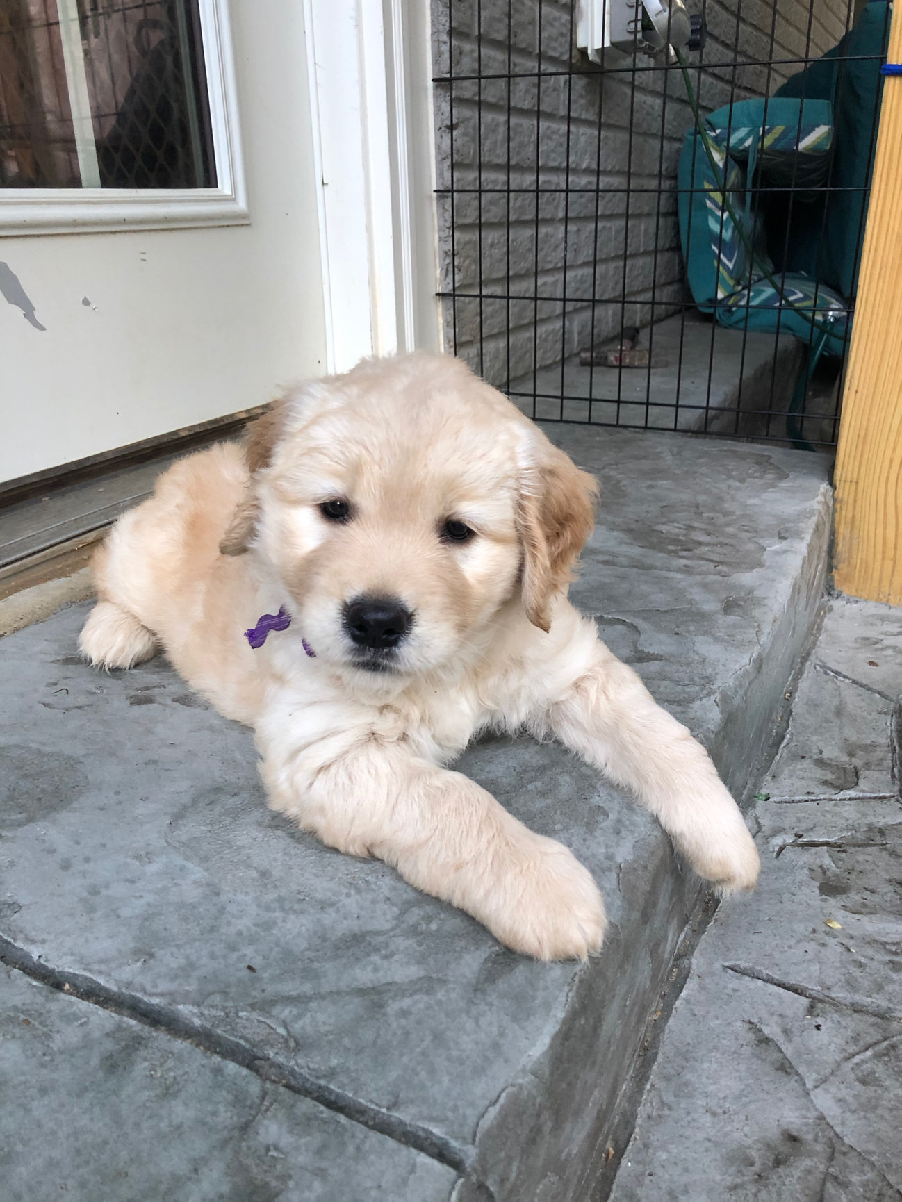 Home - Stone Path Goldens